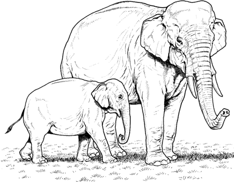 Indian Elephant Baby And Mother Coloring Page